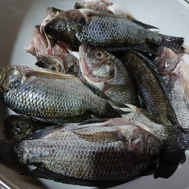 Langkah 1 Resep Ikan Mujair Goreng