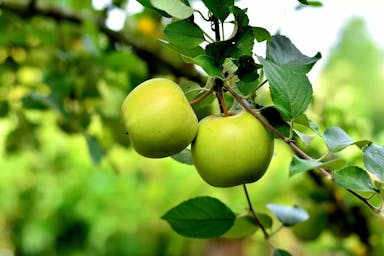 Manfaat dan Jenis Buah Apel