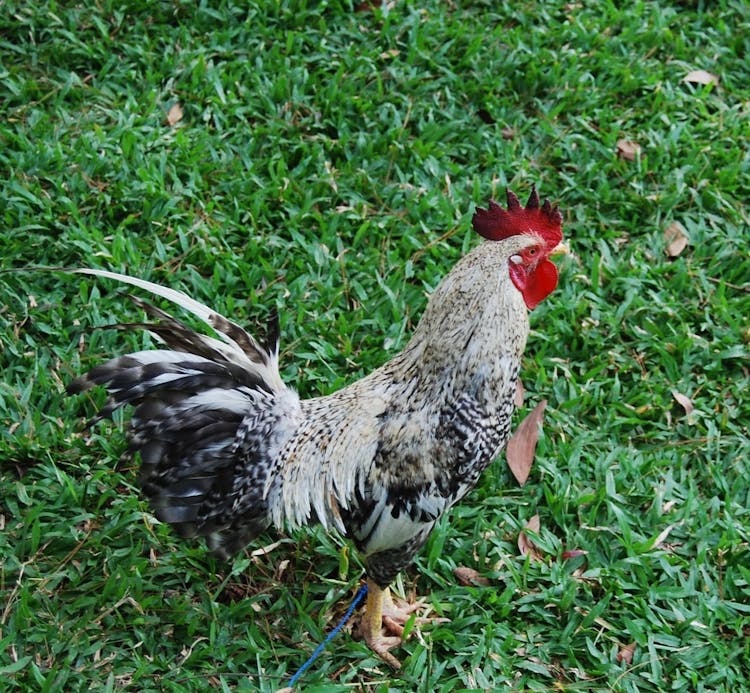 Ayam Balenggek