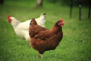 Serba Serbi Perbedaan Daging Ayam Kampung dan Broiler yang Harus Kamu Ketahui!