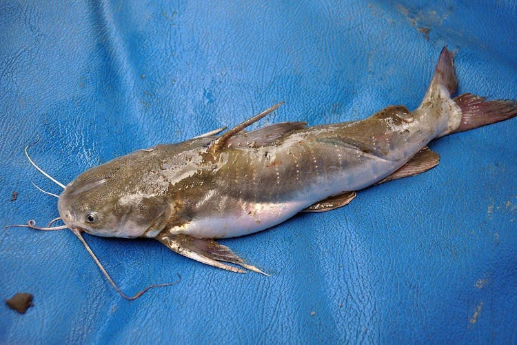 Ikan Manyung