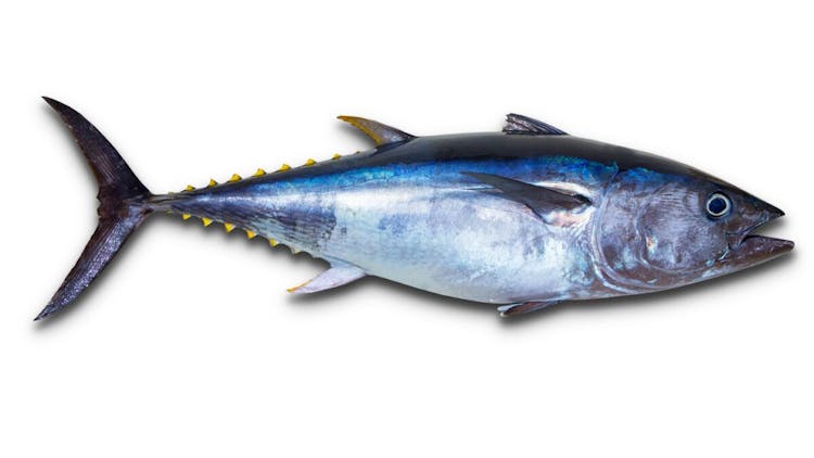 Ikan Tuna