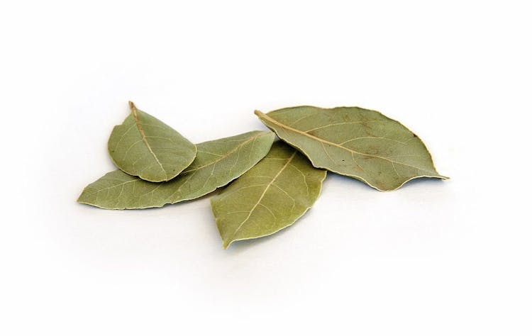 Laurier Leaf