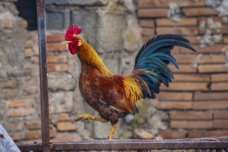 Memilih Ayam Segar Untuk Dikonsumsi