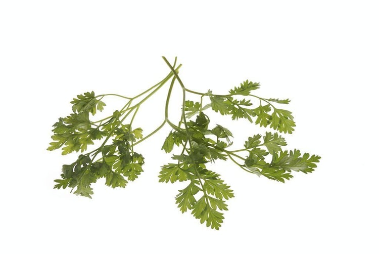 Chervil