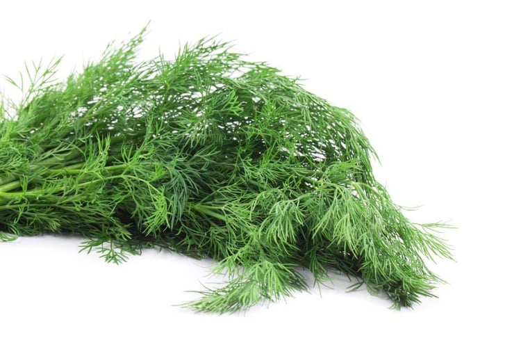 Dill