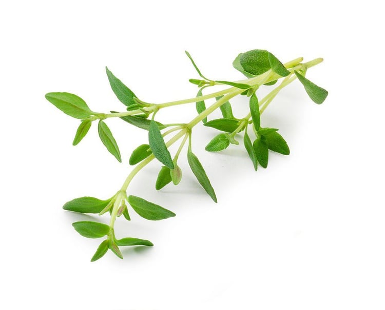 Thyme